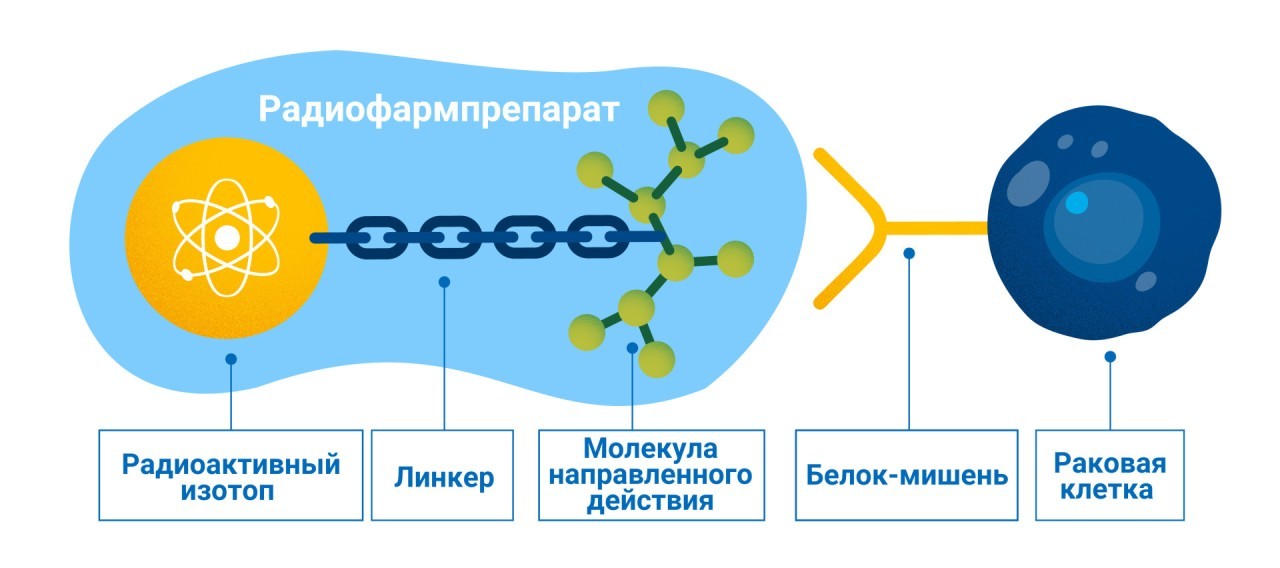 Радиоактивные лекарственные препараты, или радиофармпрепараты, изготавливают путем соединения радиоактивного вещества, испускающего излучение, специально подобранной молекулы, которая может иметь разные свойства с целью воздействовать на определенные органы или ткани, и так называемого линкера, обеспечивающего надежное прикрепление. В диагностике может использоваться гамма-излучение, а в терапии — нейтронное, альфа- или бета-излучение МАГАТЭ