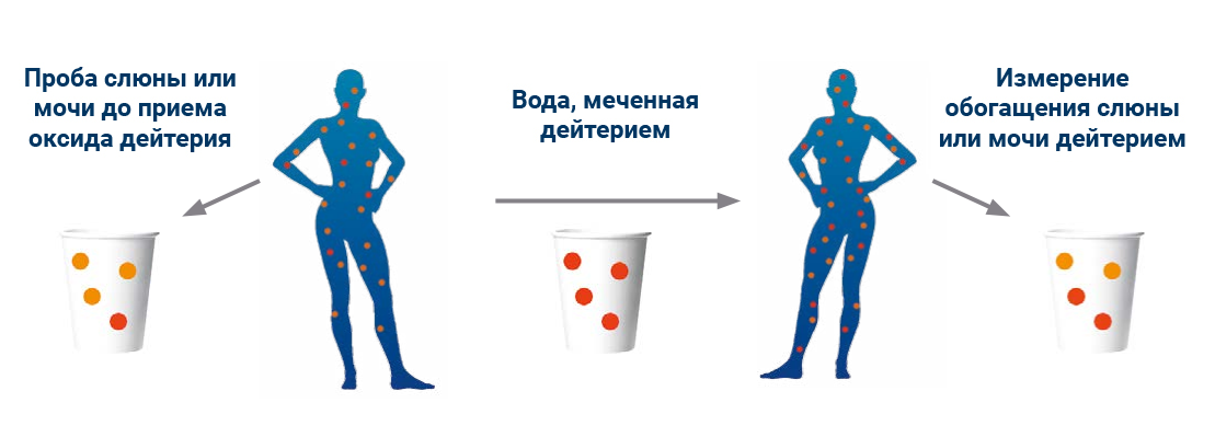 При поддержке МАГАТЭ специалисты из девяти стран Южной и Восточной Европы были обучены применению метода разбавления дейтериевой метки для оценки состава тела МАГАТЭ