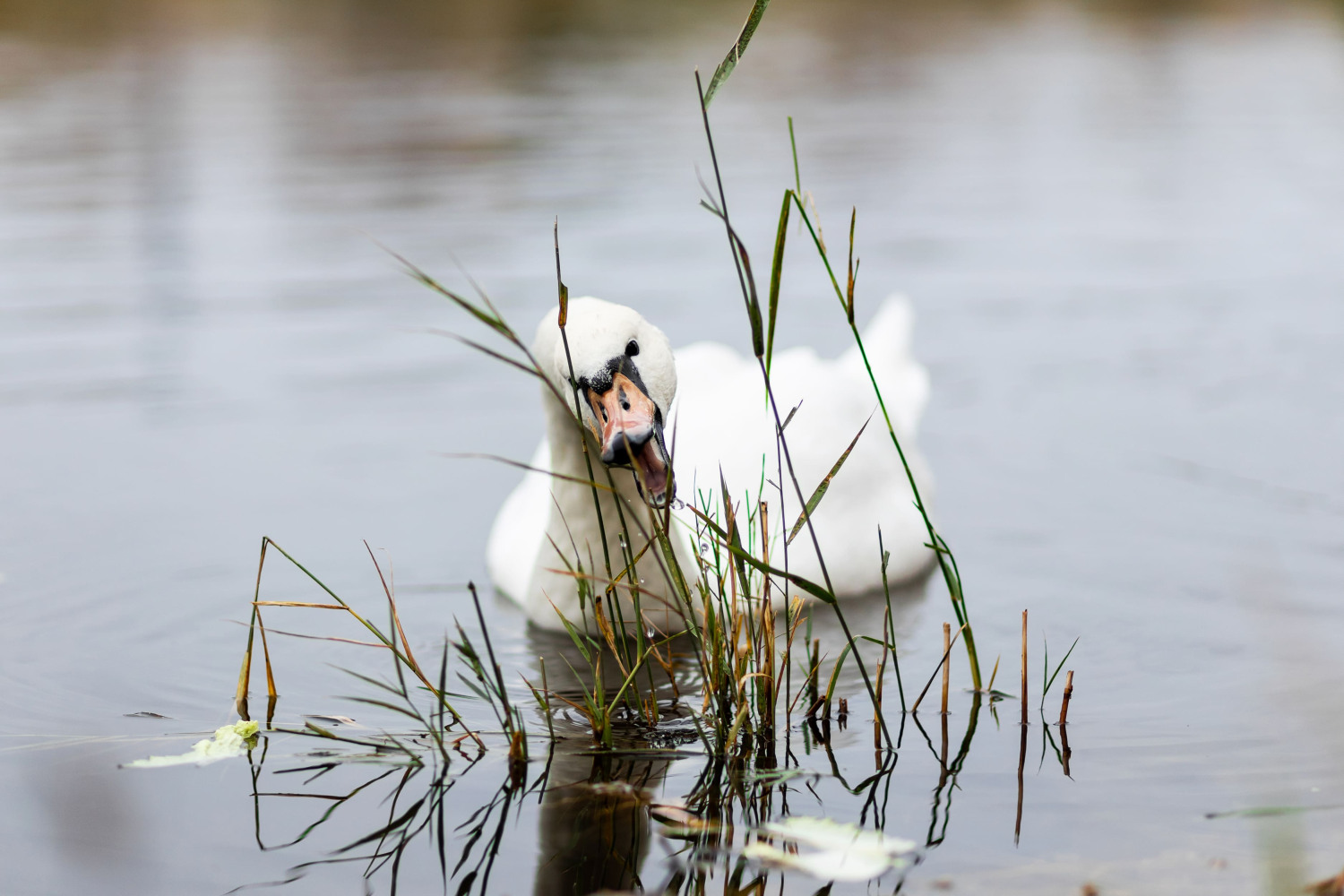 1 место Колмакова Ольга, 17 лет, Балаково Завтрак на пруду