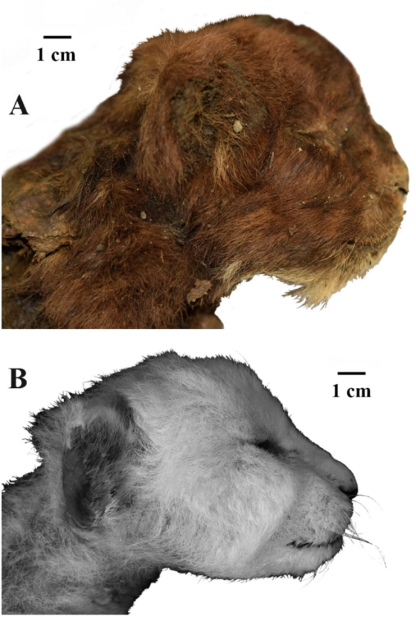Внешний вид головы детеныша гомотерия (Homotherium latidens), Россия, Якутия, р. Бадяриха, верхний плейстоцен (А), и детеныша современного льва (Panthera leo)