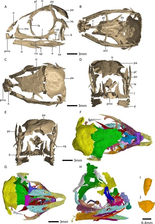 Kimberley E. J. Chapelle et al./Scientific Reports, 2020 