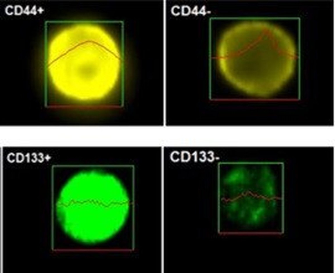 International Journal of Molecular Sciences 