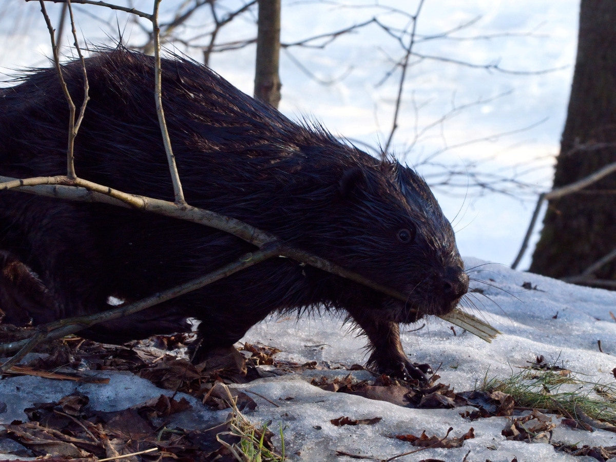 svetlario / iNaturalist