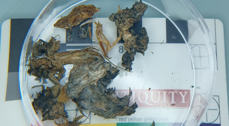 Образцы тканей Этци, хранящиеся в Швейцарии