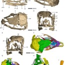 Kimberley E. J. Chapelle et al./Scientific Reports, 2020 