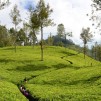Научно-исследовательский институт чая Шри-Ланки 