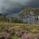 Cachel. Forest Trust