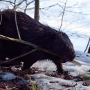 svetlario / iNaturalist