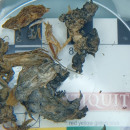 Образцы тканей Этци, хранящиеся в Швейцарии