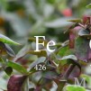 Embedded thumbnail for Учёные ИЯФ СО РАН используют синхротронное излучение для изучения строения растений