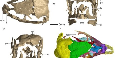 Kimberley E. J. Chapelle et al./Scientific Reports, 2020 