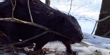 svetlario / iNaturalist