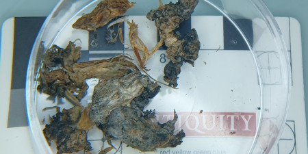 Образцы тканей Этци, хранящиеся в Швейцарии